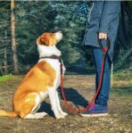 Reflective Dog Leash: Heavy-Duty Nylon with Foam Handle